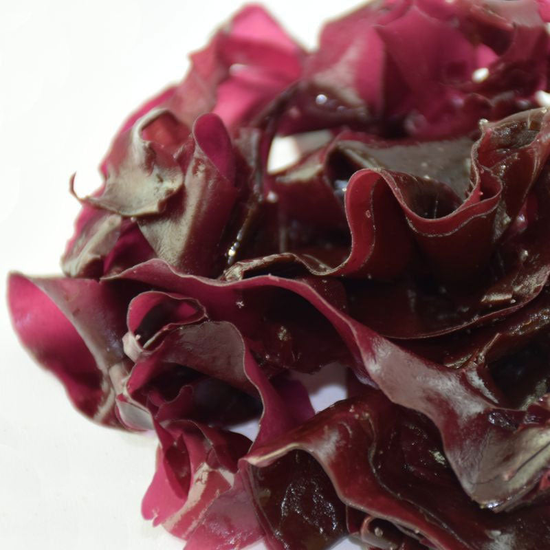 Organic Fresh Salted Seaweed Dulse - 500g