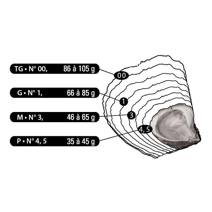 La Bélon Flat Oysters