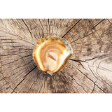 La Bélon Flat Oysters