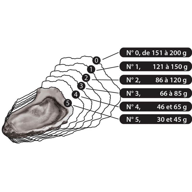 Gillardeau Speciales Oysters N.3 - Zouf.biz