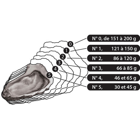 Gillardeau Speciales Oysters N.2 - Zouf.biz