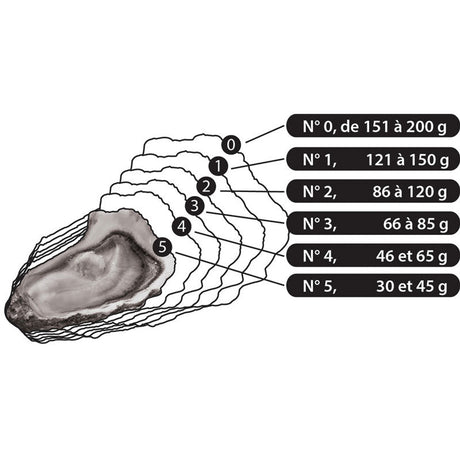 Gillardeau Speciales Oysters N.4 - Zouf.biz