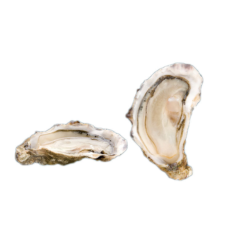 Fine de Claire Marennes-Oleron Oysters