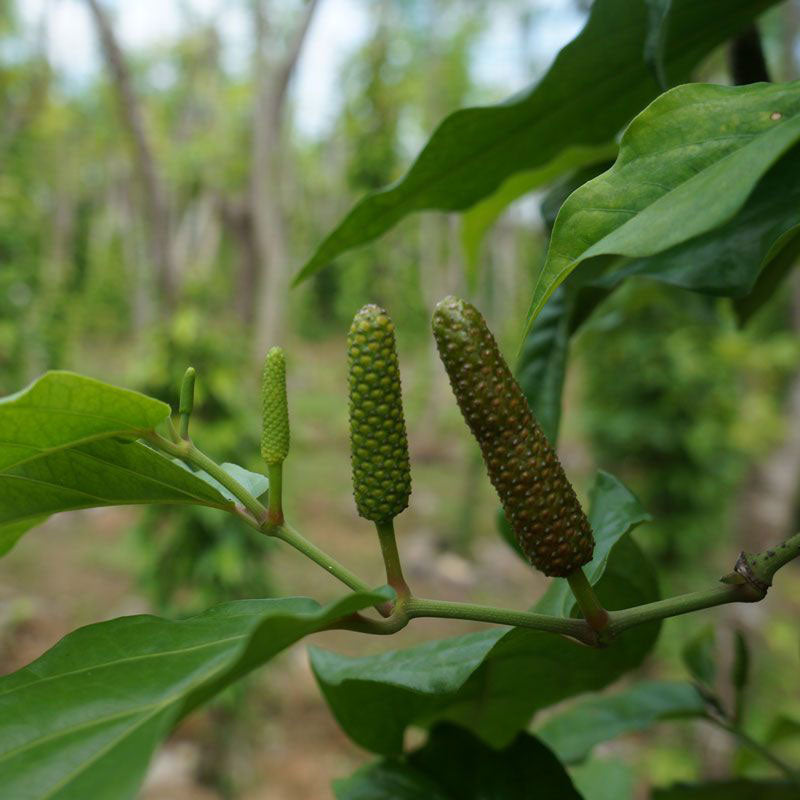 Java Long Pepper - Zouf.biz