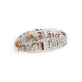 Jesus de Lyon Saucisson