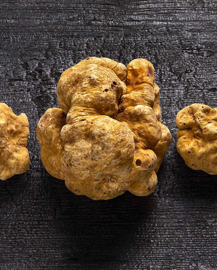 The White Truffle, also known as the "Alba White Truffle," is primarily harvested in northern Italy, though it has begun to appear in other countries, such as France. It is the rarest and most precious of all truffles, which explains why its price is significantly higher than that of other species