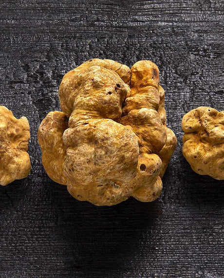 The White Truffle, also known as the "Alba White Truffle," is primarily harvested in northern Italy, though it has begun to appear in other countries, such as France. It is the rarest and most precious of all truffles, which explains why its price is significantly higher than that of other species