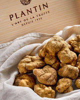 Fresh Alba White Truffle