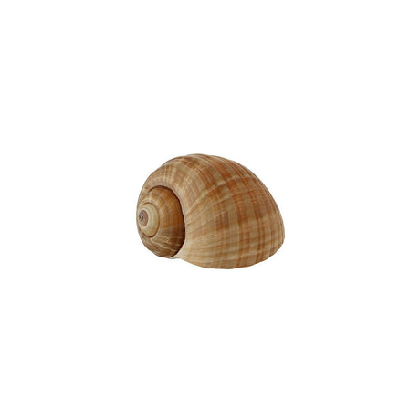 Extra Large Burgundy Snails, 8DZ - Zouf.biz